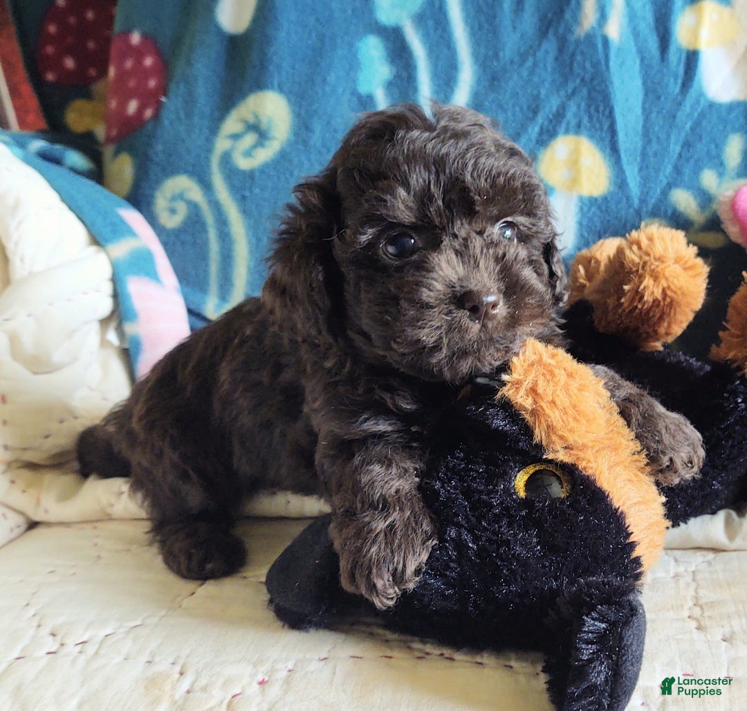 Maltipoo dogs for sale: Count Chocolate - Image 30