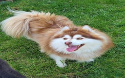 Pomsky dogs for sale: Grumpy - Image 6