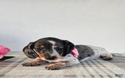 Dachshund dogs for sale: Miss Bailey - Image 11