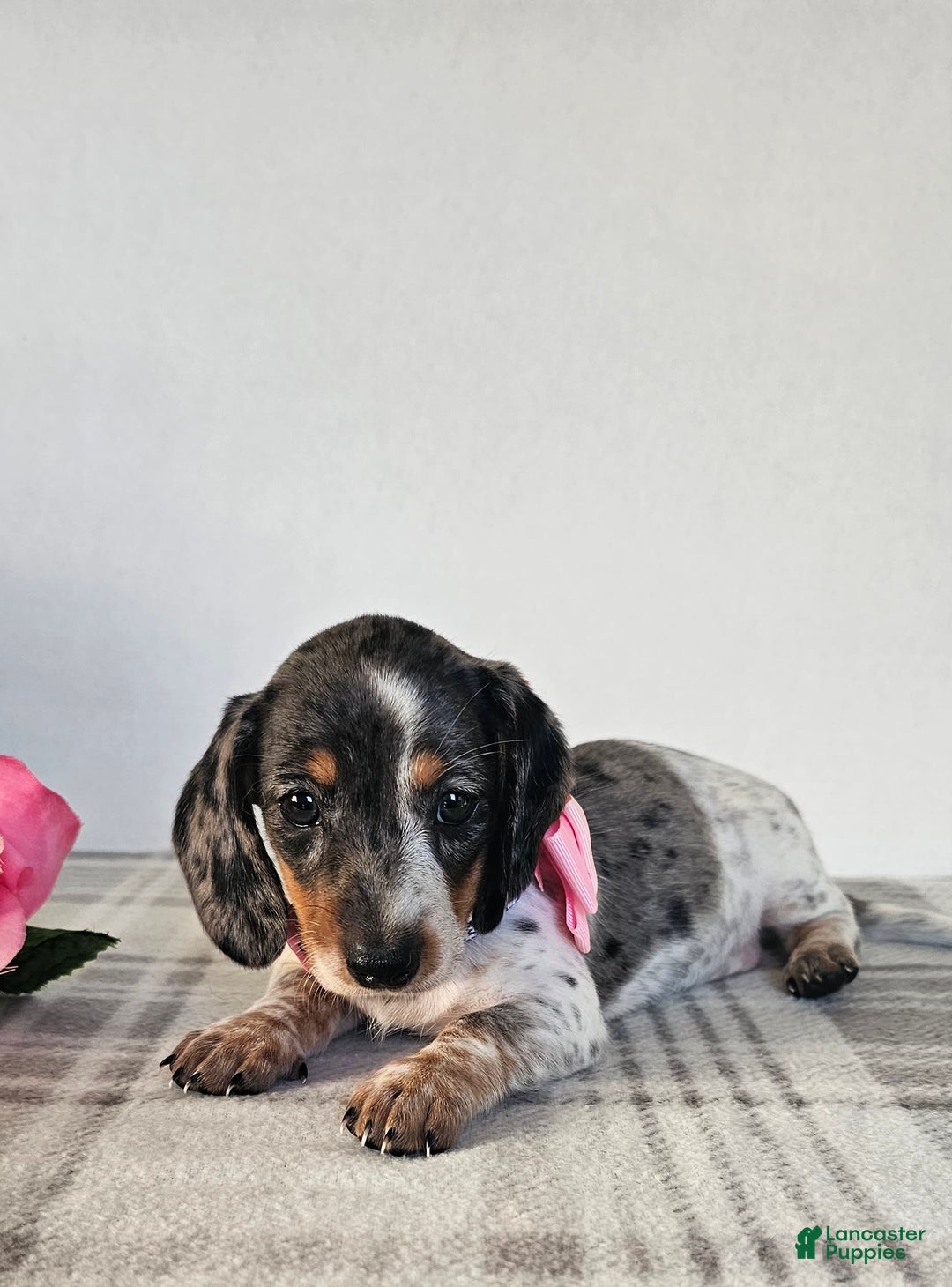 Dachshund dogs for sale: Miss Bailey - Image 11