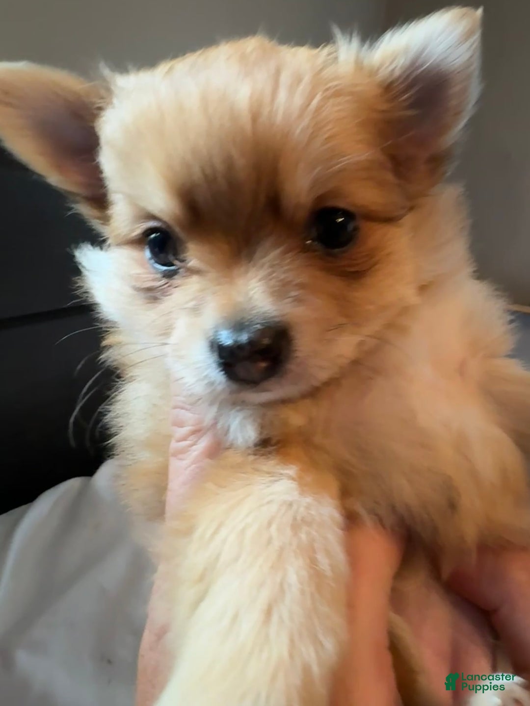 Pomeranian dogs for sale: Jill - Image 5