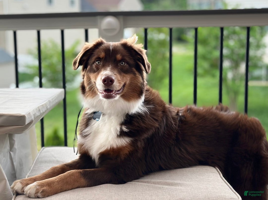 Australian Shepherd dogs for sale: Colin - Image 5