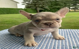 French Bulldog dogs for sale: Isabella - Image 1
