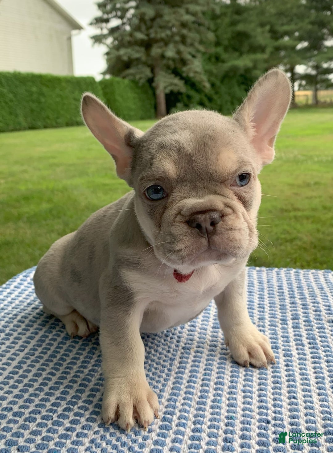 French Bulldog dogs for sale: Isabella - Image 1