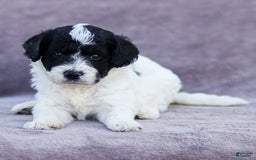 Goldendoodle dogs for sale: Orchid - Image 2