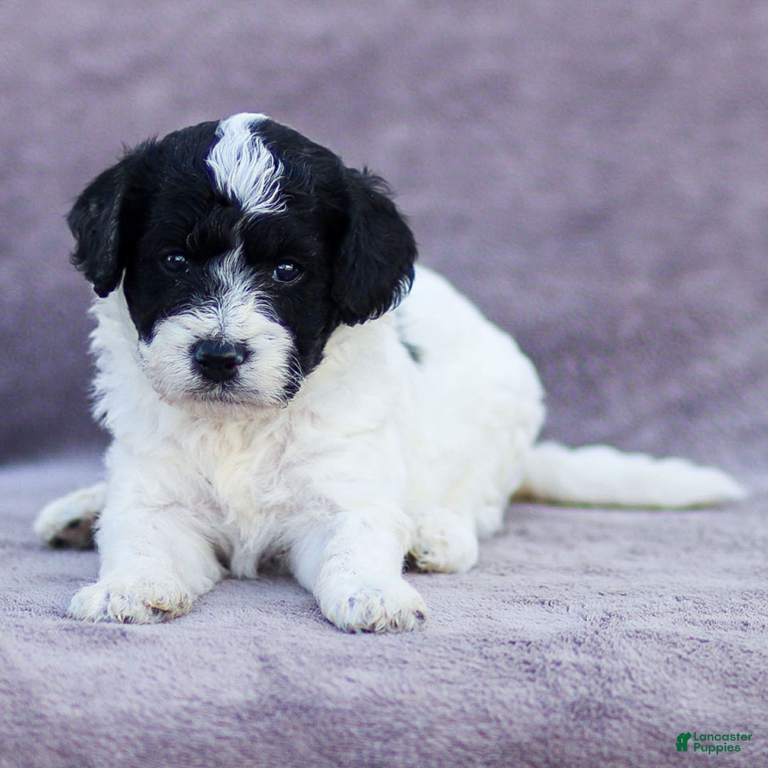 Goldendoodle dogs for sale: Orchid - Image 2