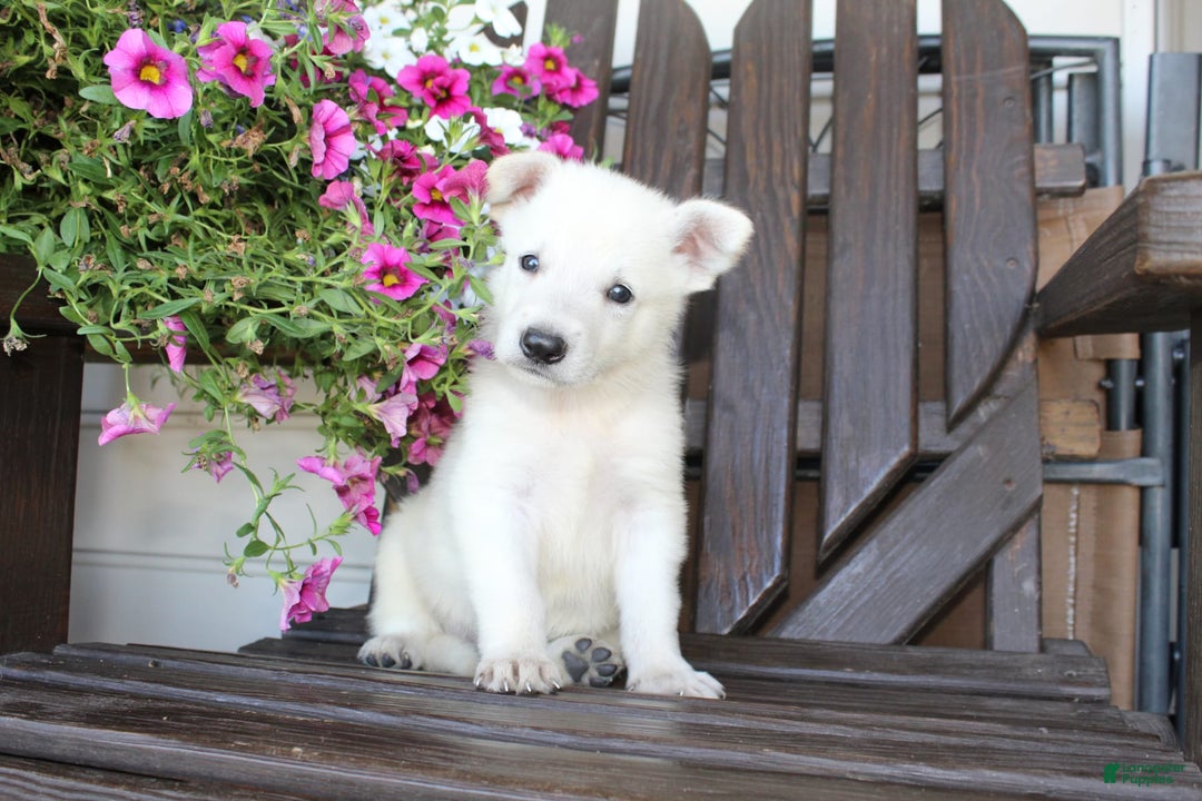 German Shepherd dogs for sale: Jasper - Image 1