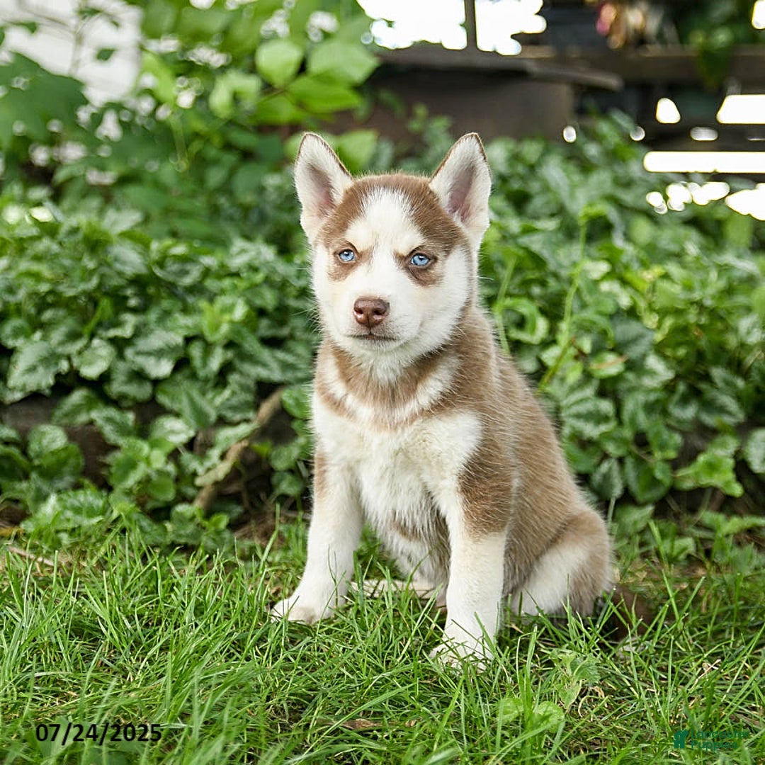 Pomsky dogs for sale: Kipling - Image 2