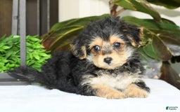 Yochon dogs for sale: Ricky - Image 11