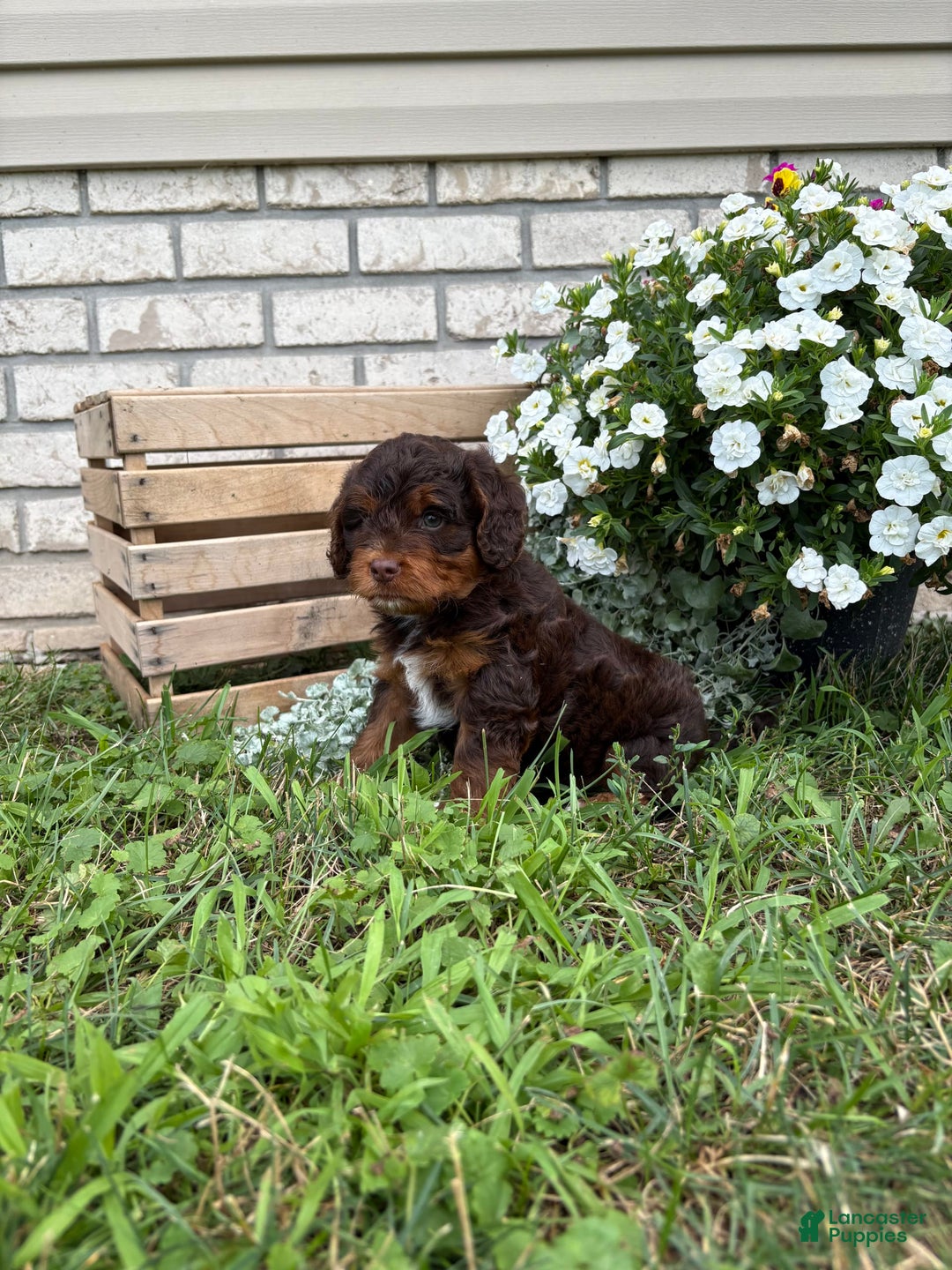 Beagle dogs for sale: Lilly - Image 6