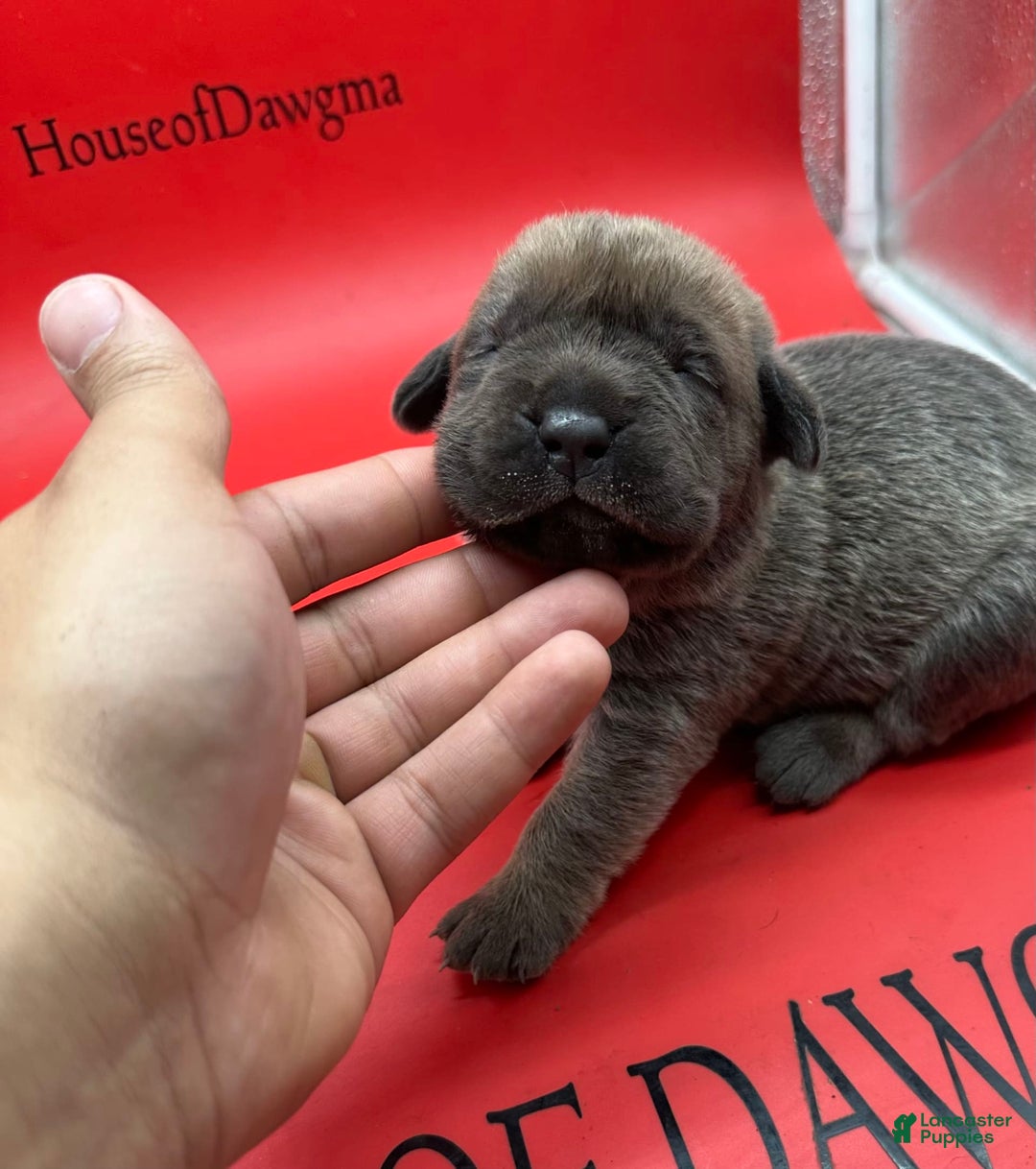 Cane Corso dogs for sale: Iccf Athena - Image 1