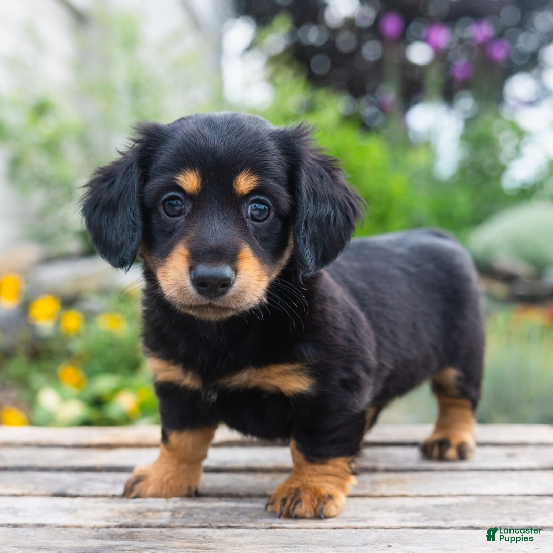 Miniature Dachshund dogs for sale: Tator Tot - Image 5