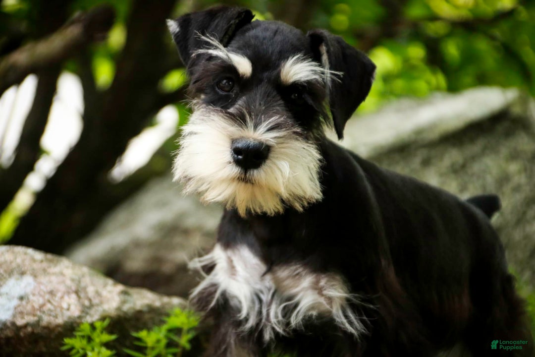Miniature Schnauzer dogs for sale: Cinderella - Image 12