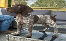 German Shorthaired Pointer dogs for sale: Dottie - Image 5