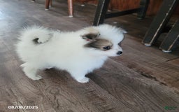 Pomeranian dogs for sale: Bingo - Image 3