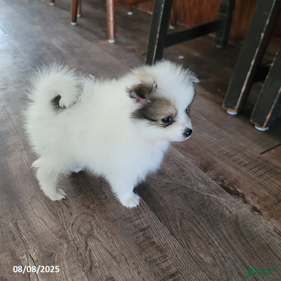 Pomeranian dogs for sale: Bingo - Image 3