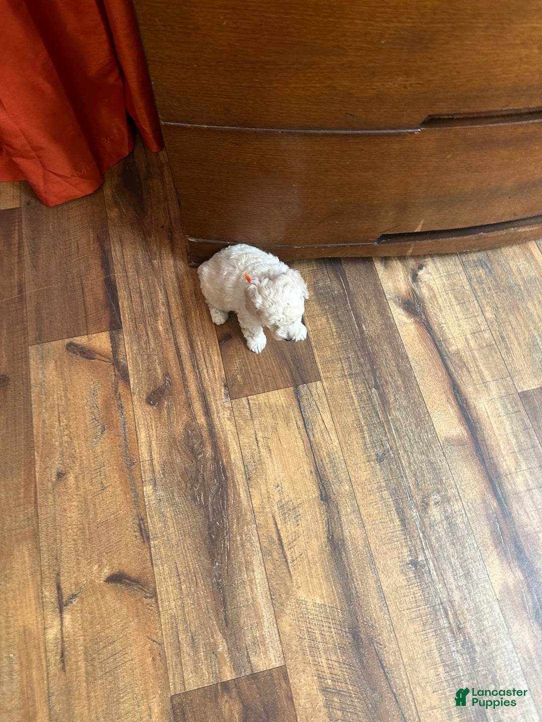Bichpoo dogs for sale: Grady - Image 6
