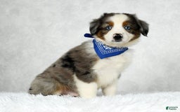 Miniature Australian Shepherd dogs for sale: Logan - Image 9