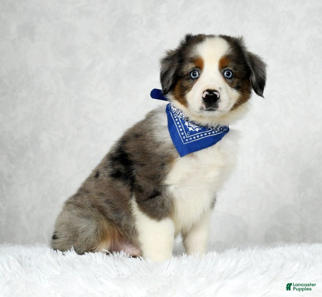Miniature Australian Shepherd dogs for sale: Logan - Image 9