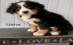 Bernese Mountain Dog dogs for sale: Usha - Image 1