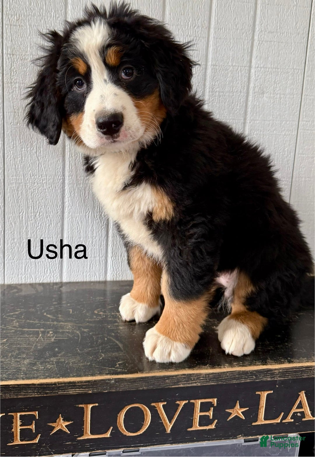 Bernese Mountain Dog dogs for sale: Usha - Image 1