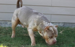 American Bully dogs for sale: Baby - Image 3