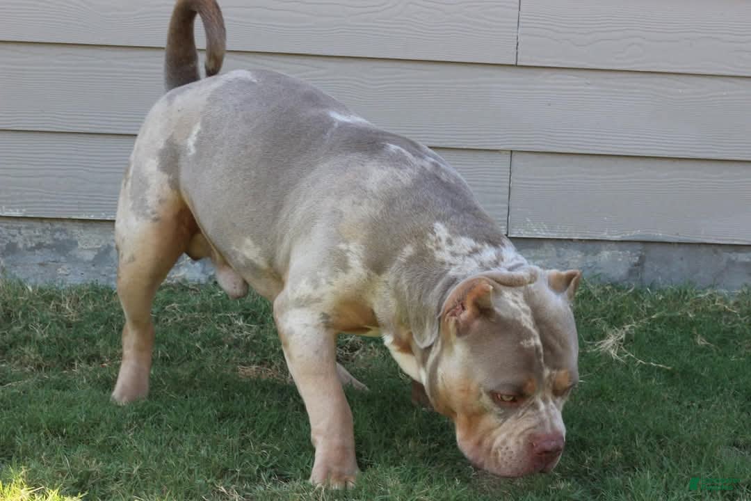 American Bully dogs for sale: Baby - Image 3