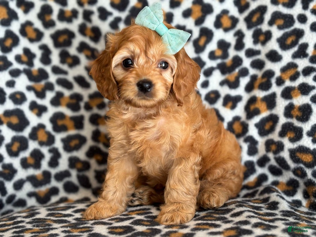 Cockapoo dogs for sale: Bella - Image 5