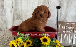 Toy Poodle dogs for sale: Gunner - Image 4