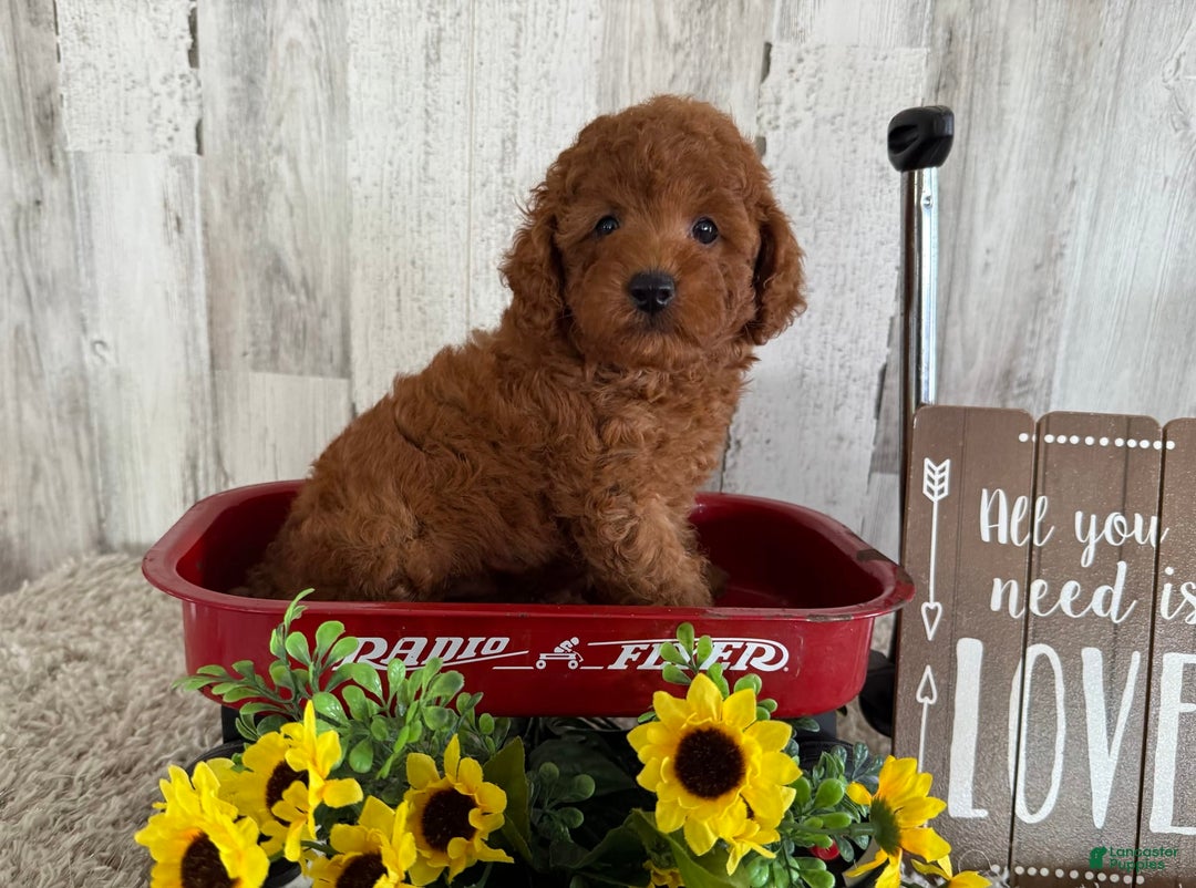 Toy Poodle dogs for sale: Gunner - Image 4