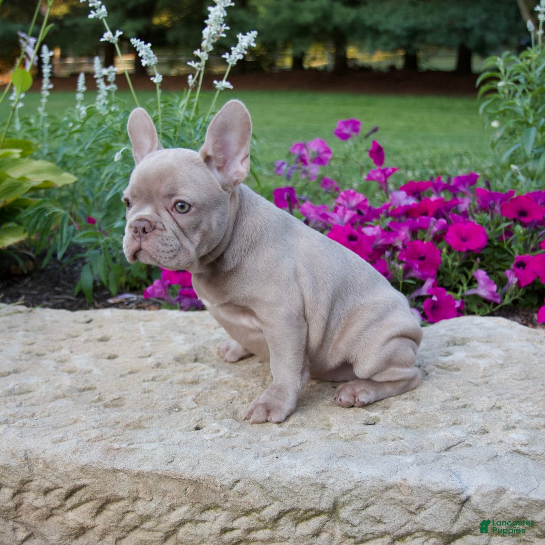 French Bulldog dogs for sale: Ellie - Image 8