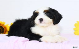 Mini Bernedoodle dogs for sale: Theo - Image 3