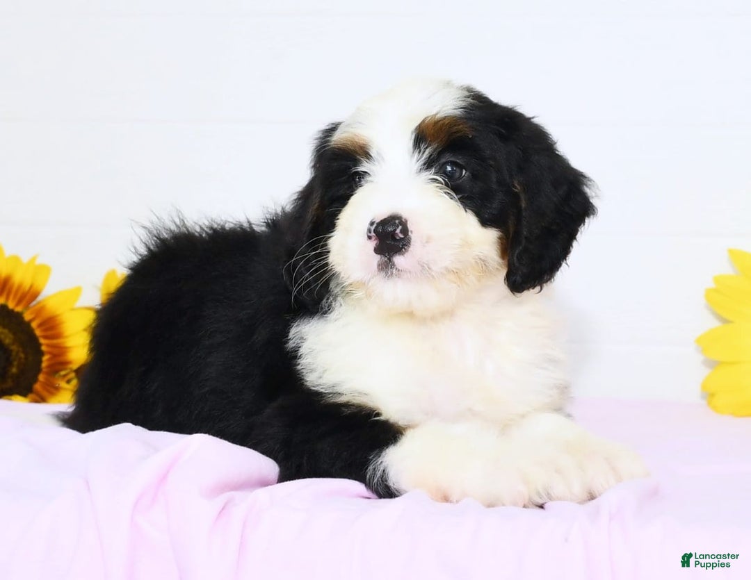 Mini Bernedoodle dogs for sale: Theo - Image 3