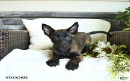 Belgian Malinois dogs for sale: Avalon - Image 4
