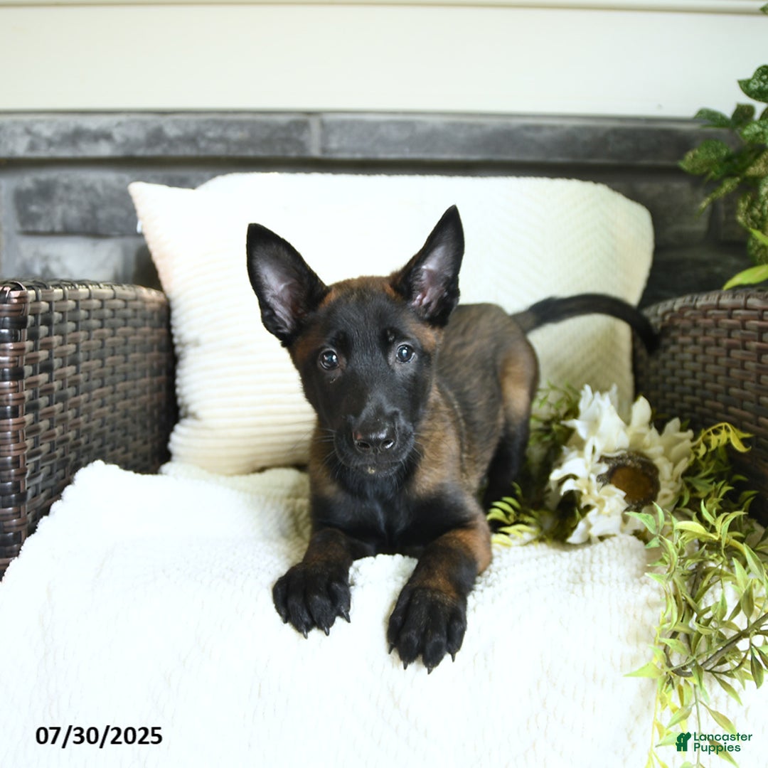 Belgian Malinois dogs for sale: Avalon - Image 4