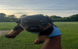 Rottweiler dogs for sale: Jack - Image 4