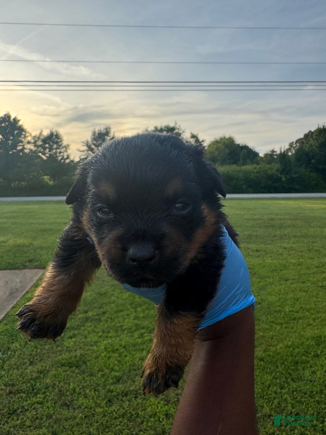 Rottweiler dogs for sale: Jack - Image 4