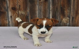Jack Russell Terrier dogs for sale: Rio - Image 4