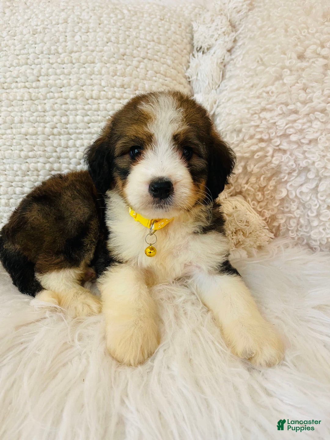 Bernedoodle dogs for sale: 🌸pink Pineapple - Image 6