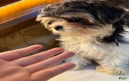 Morkie dogs for sale: Sydney - Image 2