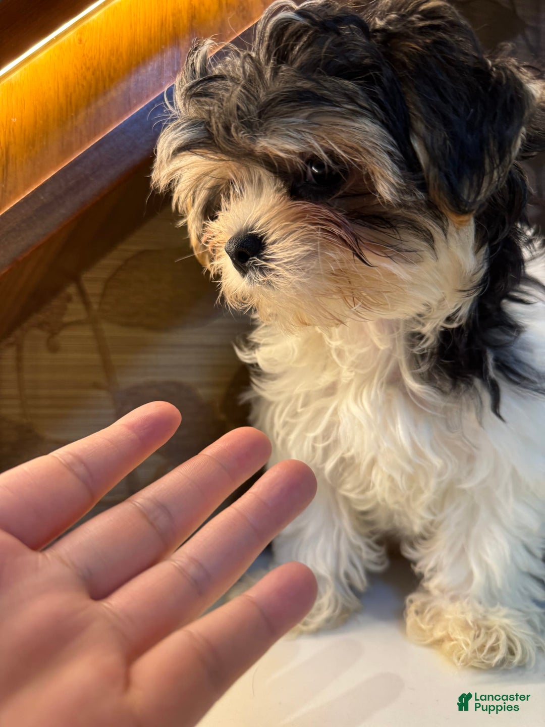 Morkie dogs for sale: Sydney - Image 2