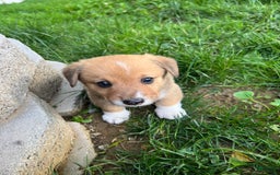 Welsh Corgi Pembroke dogs for sale: Fez - Image 3