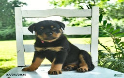 Rottweiler dogs for sale: Princess - Image 3