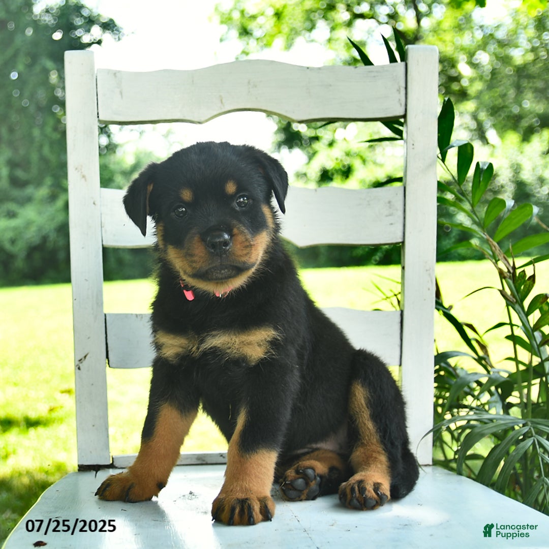 Rottweiler dogs for sale: Princess - Image 3