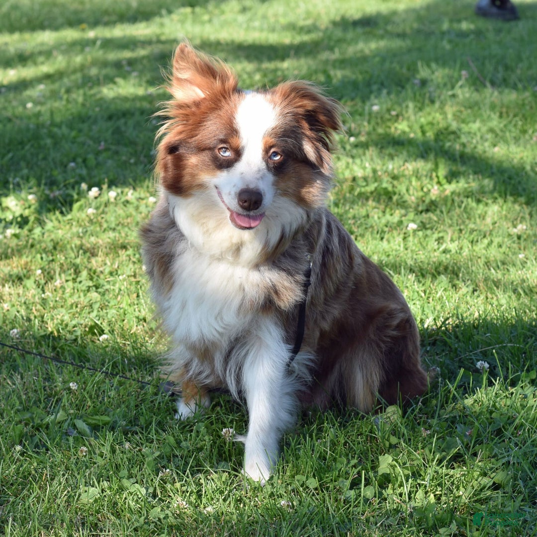 Miniature Australian Shepherd dogs for sale: Tootsie - Image 5