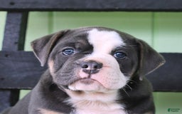 Olde English Bulldogge dogs for sale: Rocky - Image 5
