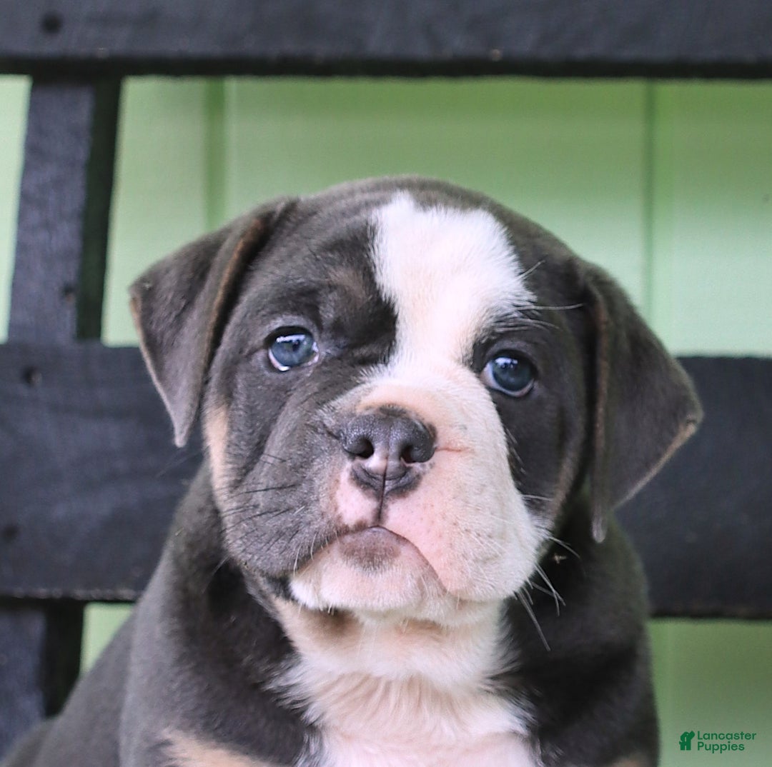 Olde English Bulldogge dogs for sale: Rocky - Image 5