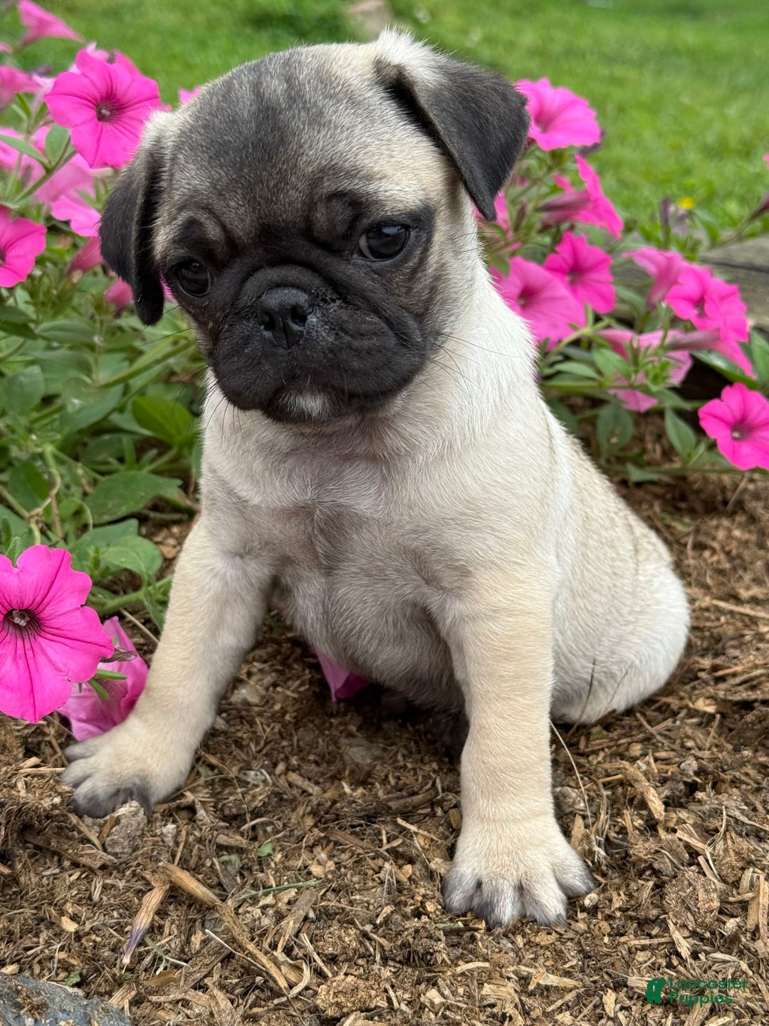 Pug dogs for sale: Puggles - Image 6