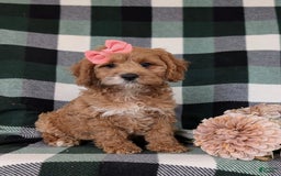 Cockapoo dogs for sale: Elsie - Image 11