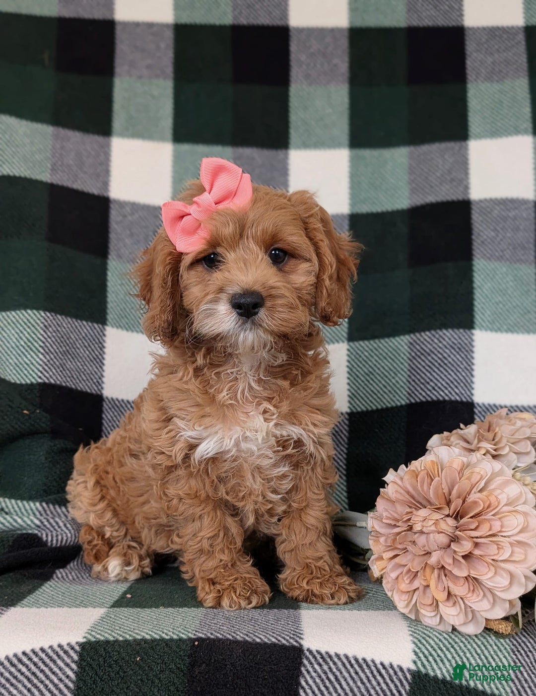 Cockapoo dogs for sale: Elsie - Image 11